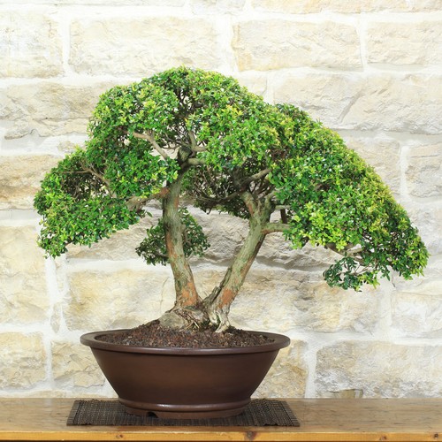 Bonsai mirto microphylla - di,