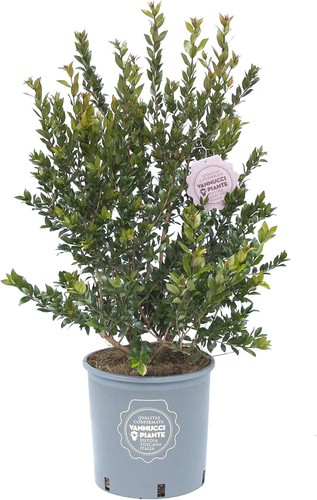 Vannucci piante myrtus - vannucci,