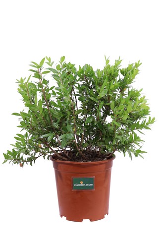 Pianta mirto comune myrtus - mirto,