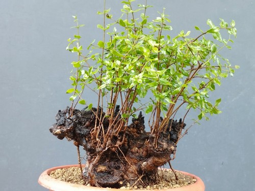 Bonsai mirto 38x20cm - bonsai, in
