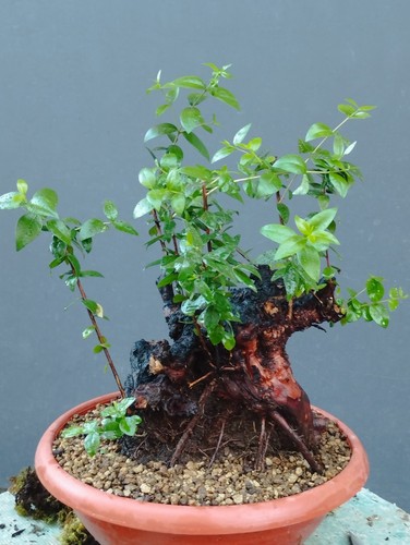 Bonsai mirto 30x20cm - 30x20cm, in