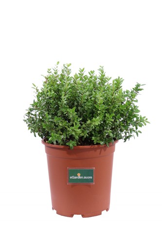 Mirto nano myrtus communis - o,