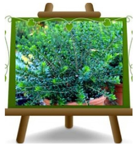 Mirto tarentina piante - tarentina,