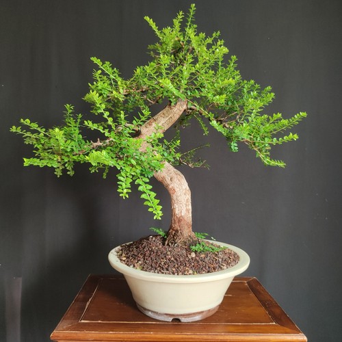 Pre bonsai esemplare mirto - bonsai,