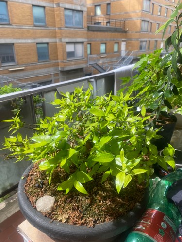 Bonsai mirto prima foto - foto, stato
