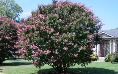 Lagerstroemia indica mirto - indica,