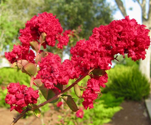 Lagerstroemia indica - , cv