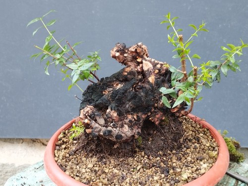 Bonsai mirto 24x22cm in - di,