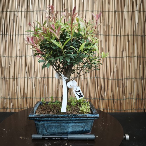 Bonsai mirto cinese 29cm - mirto, h