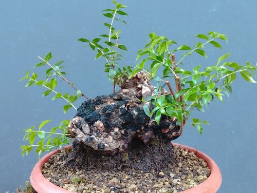 Bonsai mirto 30x20cm in - 30x20cm,