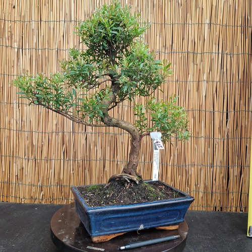 Bonsai mirto cinese 52cm - h,