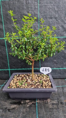 Bonsai mirto tarantino 185 - bonsai,