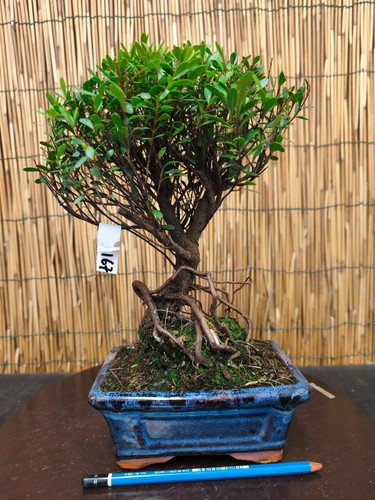 Bonsai mirto cinese - bonsai, di