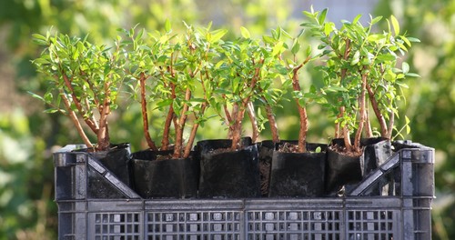Piantine prebonsai mirto - piantine,