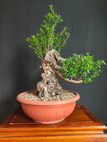 Pre bonsai mirto - di,