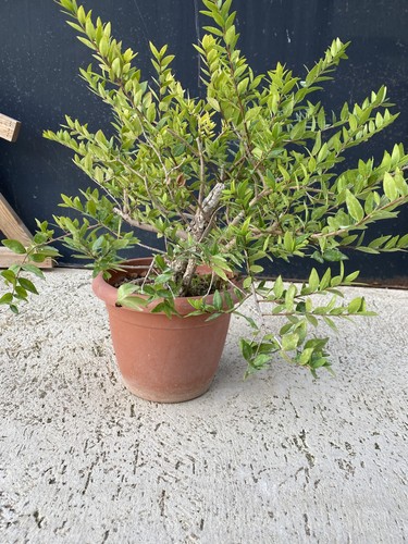 Pre bonsai mirto - mirto, (myrtyus