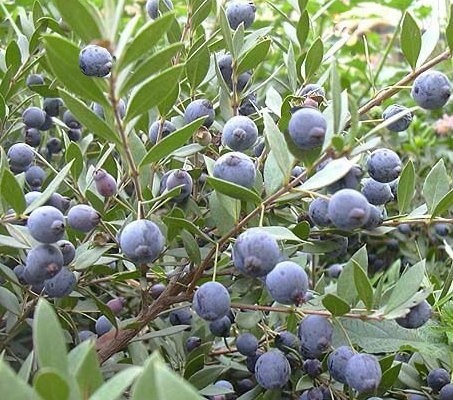 Pianta mirto sardo - sardo,, multa