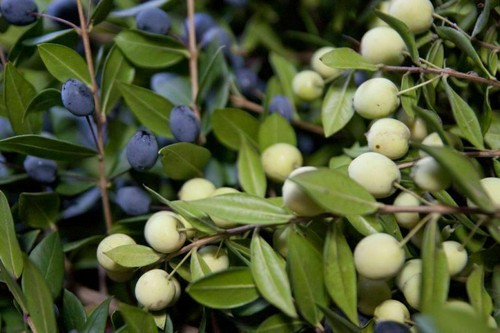 Mirto bianco raro - mirto,