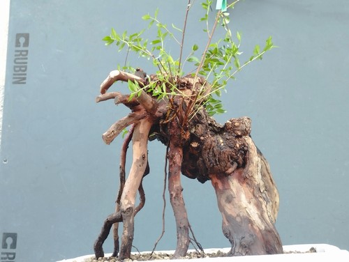 Bonsai mirto 30x20cm - bonsai, di
