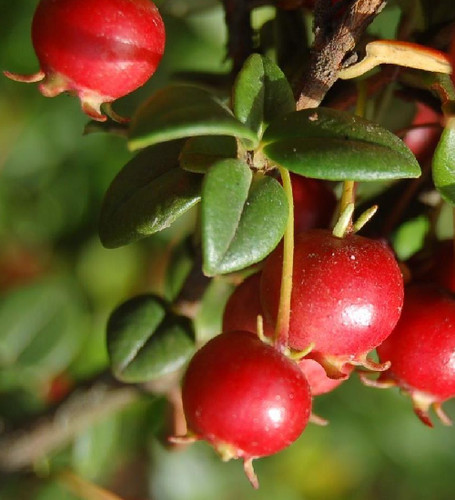 Ugni molinae guava cilena - /,