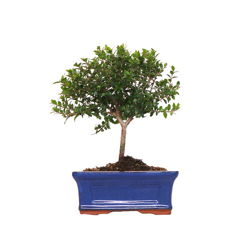 Kentis bonsai mirto - -,