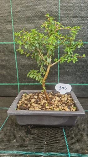 Bonsai mirto tarantino 105 - di,