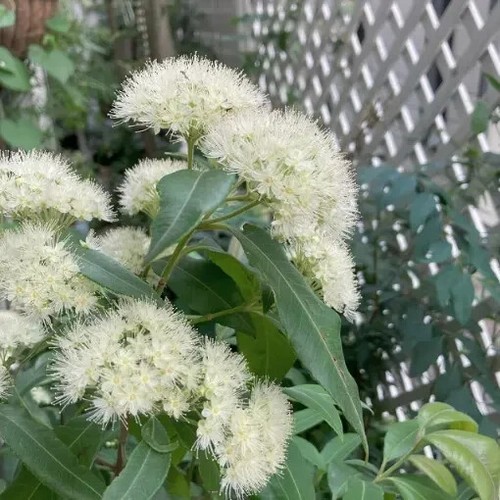Mirto limone australiano - limone,