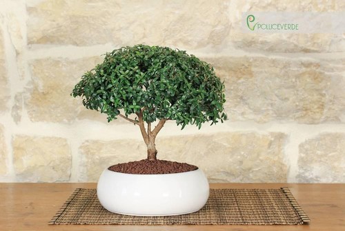 Bonsai mirto ciotola - di,