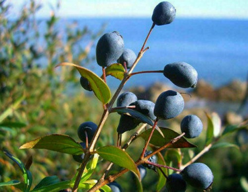 Mirto nero sardegna 15 - nero, sardegna,