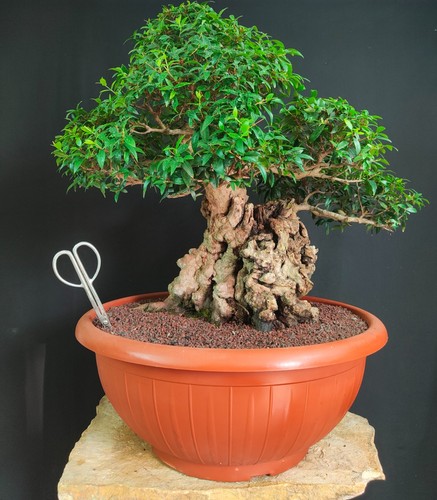 Bonsai esemplare mirto - bonsai, di